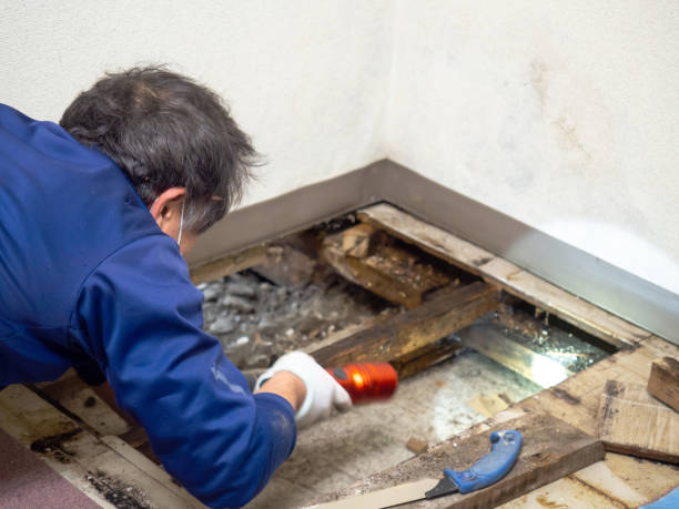 Reliable Deer Park, WA Mold Removal Solutions