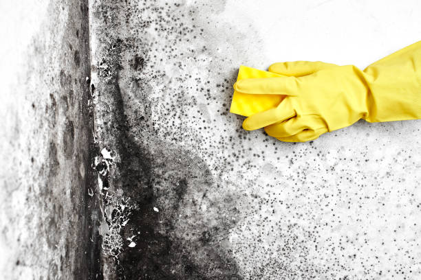 Best Fast Mold Removal  in Deer Park, WA