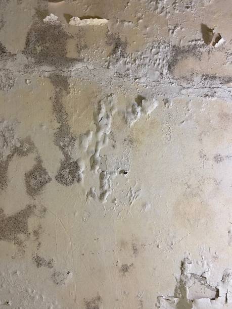 Best Home Mold Removal  in Deer Park, WA