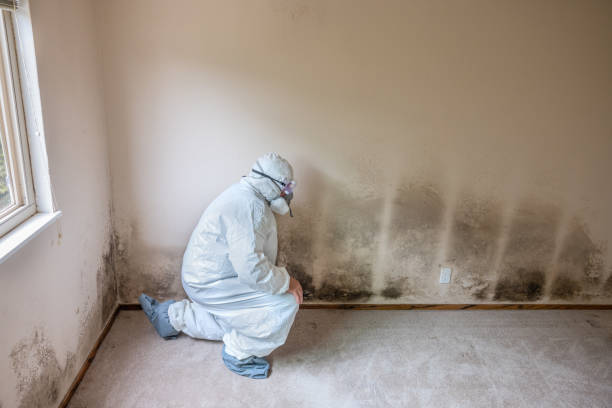 Best Best Mold Removal Companies  in Deer Park, WA