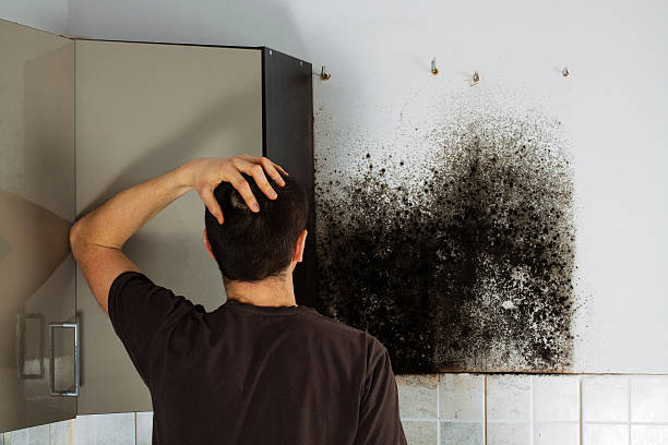 Mold Removal Process in Deer Park, WA